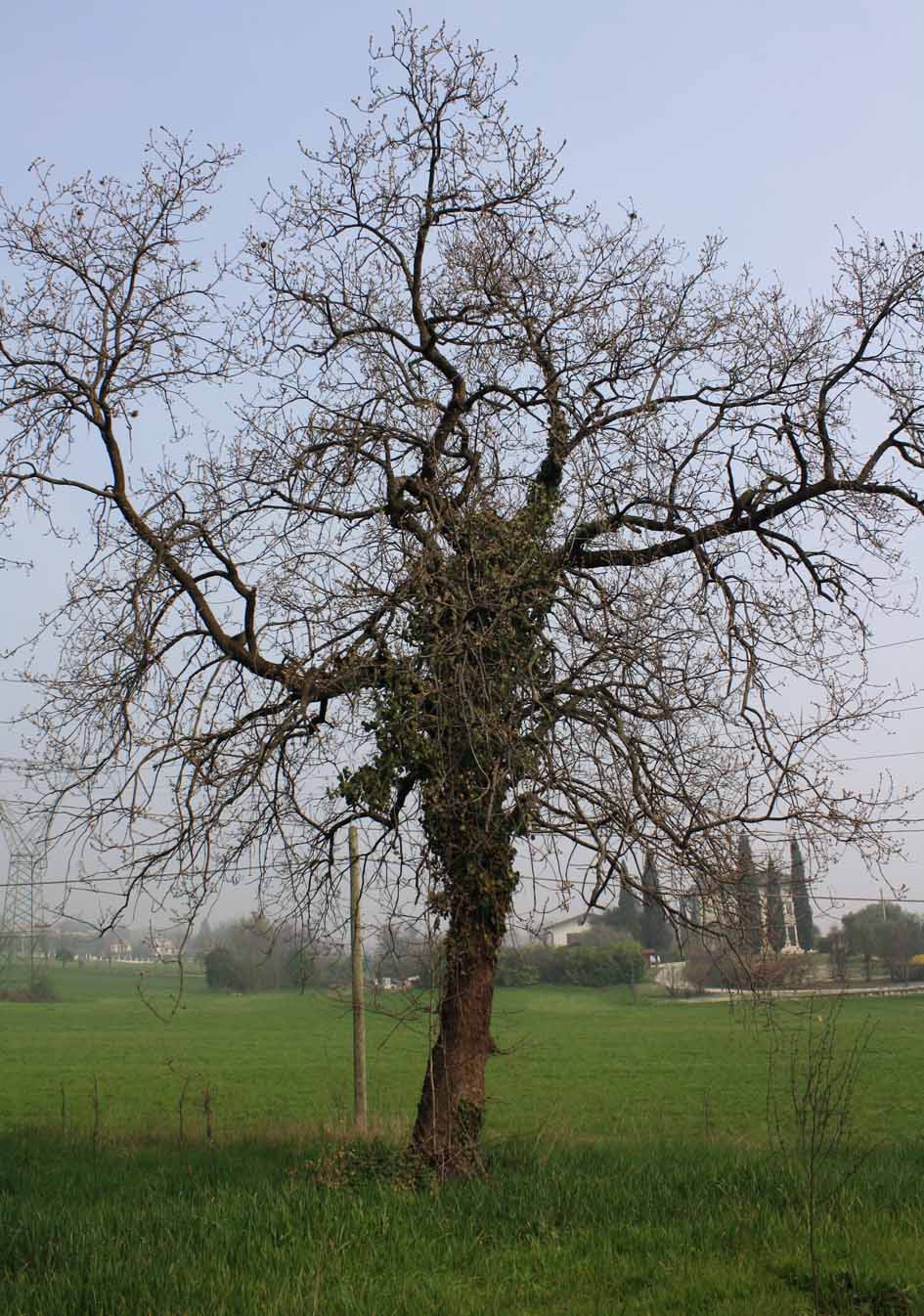 Quercia da identificare!
